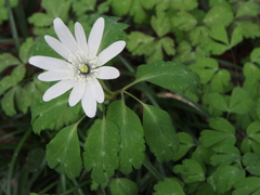 Anemonoides raddeana