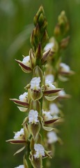 Prasophyllum australe