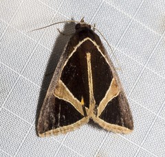 Agamana conjungens