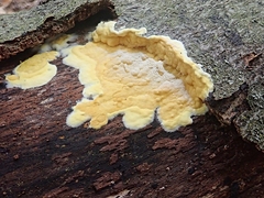 Trichoderma sulphureum