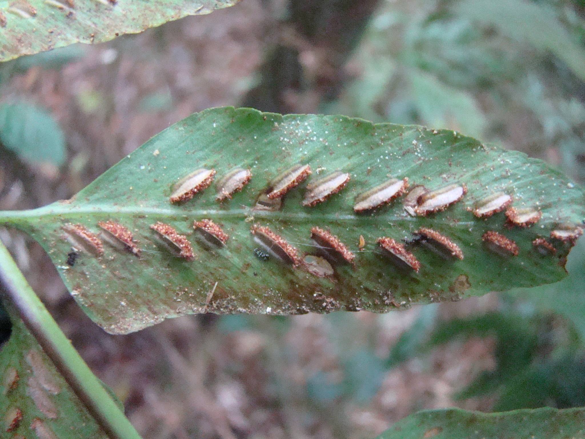 Asplenium feei