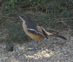 Laniarius ferrugineus