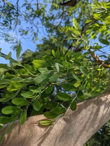 Diphysa americana - Leaves