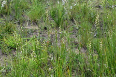 Prasophyllum australe