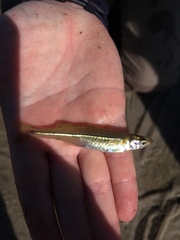 Atheriniformes