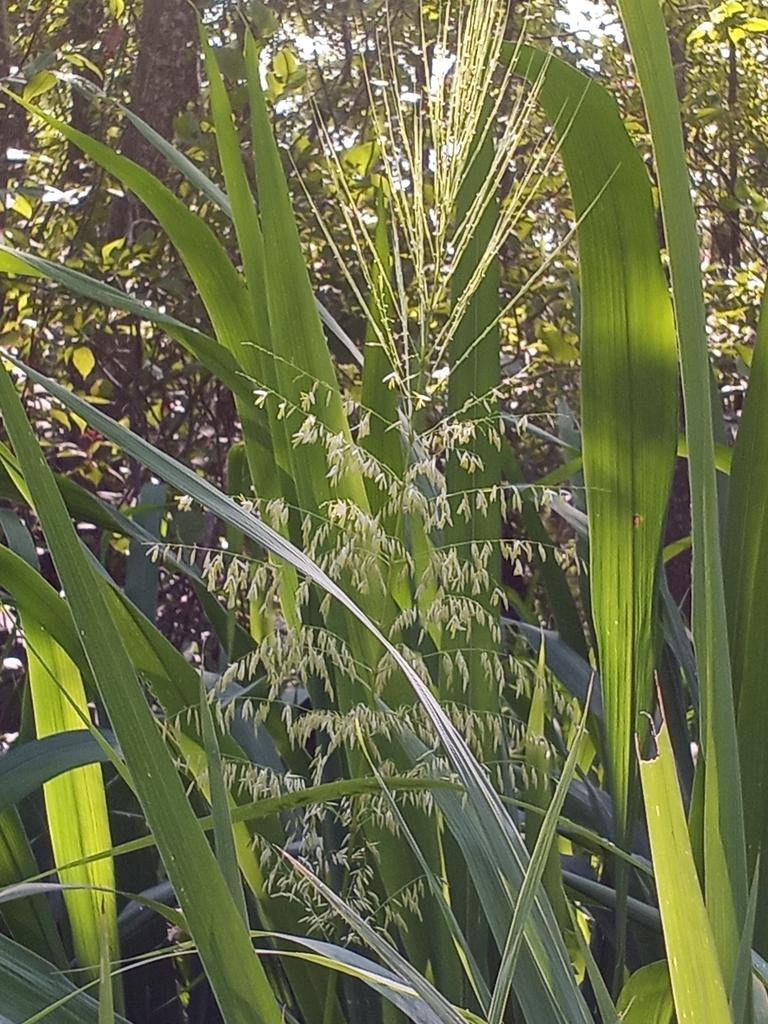 Annual Wild Rice From Vienna MD 21869 USA On July 11 2021 At 10 10   Large 