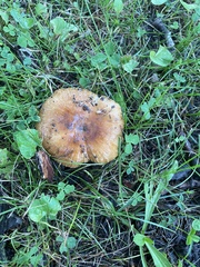 Russula pulverulenta