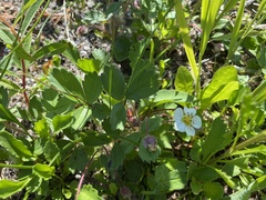 Fragaria virginiana platypetala