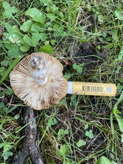 Russula pulverulenta