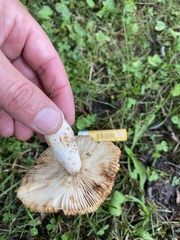 Russula pulverulenta