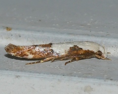 Mompha circumscriptella