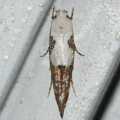 Mompha circumscriptella