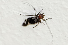 Cerastipsocus trifasciatus