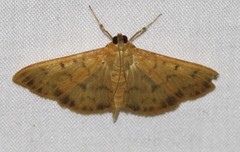Patania balteata