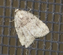 Tolpiodes oligolasia