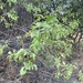 photo of Maiten Tree (Maytenus boaria)