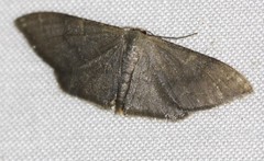 Idaea coercita