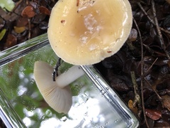 Amanita diemii