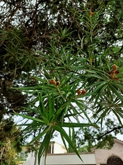 Chilopsis linearis