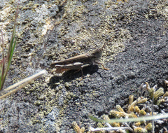 Psoloessa delicatula