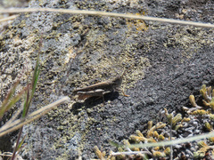 Psoloessa delicatula