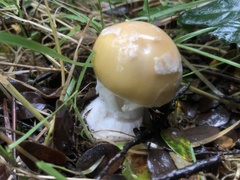 Amanita diemii