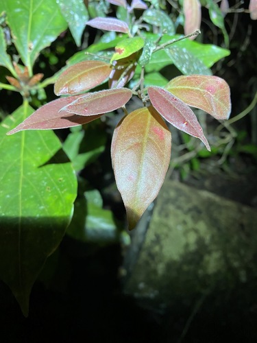 Image of Rhodamnia sessiliflora by (c) Greg Tasney, some rights reserved (CC BY-SA)