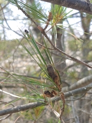 Lymantria dispar dispar