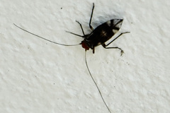 Cerastipsocus trifasciatus