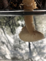 Amanita diemii