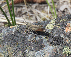 Psoloessa delicatula