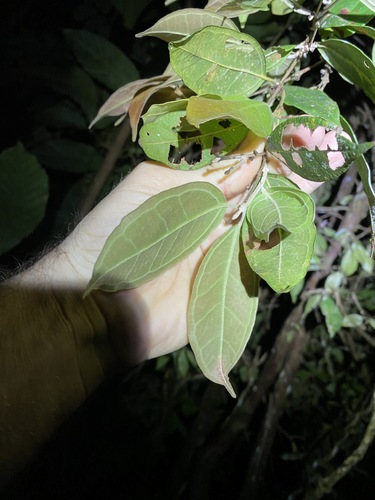 Image of Rhodamnia sessiliflora by (c) Greg Tasney, some rights reserved (CC BY-SA)