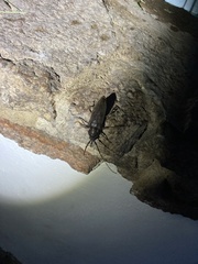 Enaphalodes hispicornis