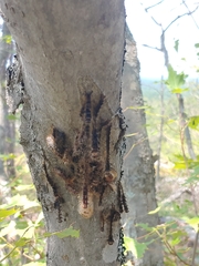 Lymantria dispar dispar