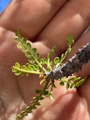 Bursera exequielii