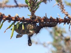 Lymantria dispar dispar