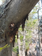 Lymantria dispar dispar