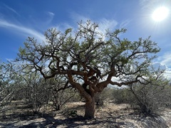 Bursera exequielii