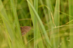 Neonympha mitchellii