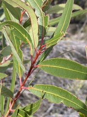 Angophora crassifolia