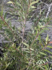 Angophora crassifolia