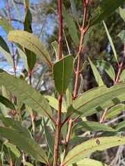 Angophora crassifolia