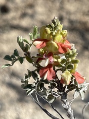 Indigofera fruticosa