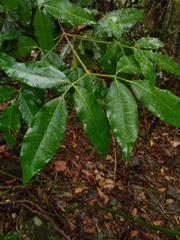 Bouchardatia neurococca