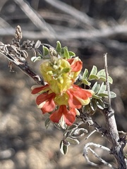 Indigofera fruticosa
