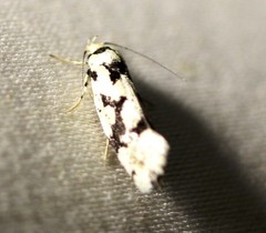 Lichenaula calligrapha