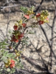 Indigofera fruticosa