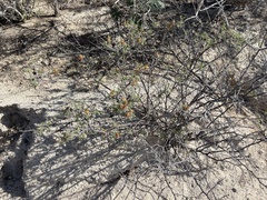Indigofera fruticosa
