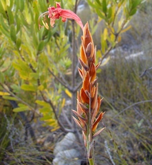 Tritoniopsis triticea
