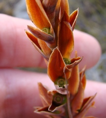 Tritoniopsis triticea